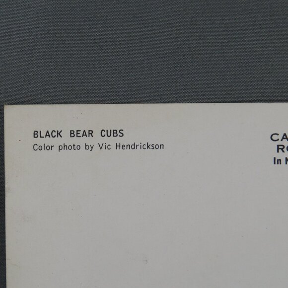 Vintage Postcard - Black Bear Cubs - Byron Harmon Photos - Picture 3 of 4